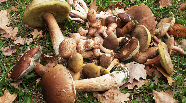 slajd pliki/slajd-glowny/baner6.jpg